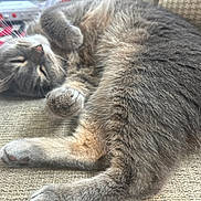Sketti joined the competition — help win amazing prizes! cat, sleeping, gray_fur, curled_up, cozy, couch, indoor, pet, relaxed, feline, whiskers, paw, fur, close_up, resting, domestic_animal, cute, nap, soft_texture, calm