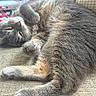 cat, sleeping, gray_fur, curled_up, cozy, couch, indoor, pet, relaxed, feline, whiskers, paw, fur, close_up, resting, domestic_animal, cute, nap, soft_texture, calm