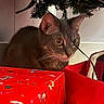 Sketti joined the competition — help win amazing prizes! cat, gray_cat, christmas_tree, holiday, gift_box, red_wrapping_paper, indoor, decorations, festive, curious, wide_eyes, string_lights, pet, animal, feline, close_up, christmas, celebration, holiday_decor, cozy