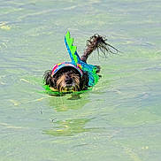 Murphy joined the competition — help win amazing prizes! dog, water, swimming, costume, colorful, outdoor, animal, pet, playful, summer, canine, fin, headwear, nature, fun, active, adorable, wet, recreation, leisure