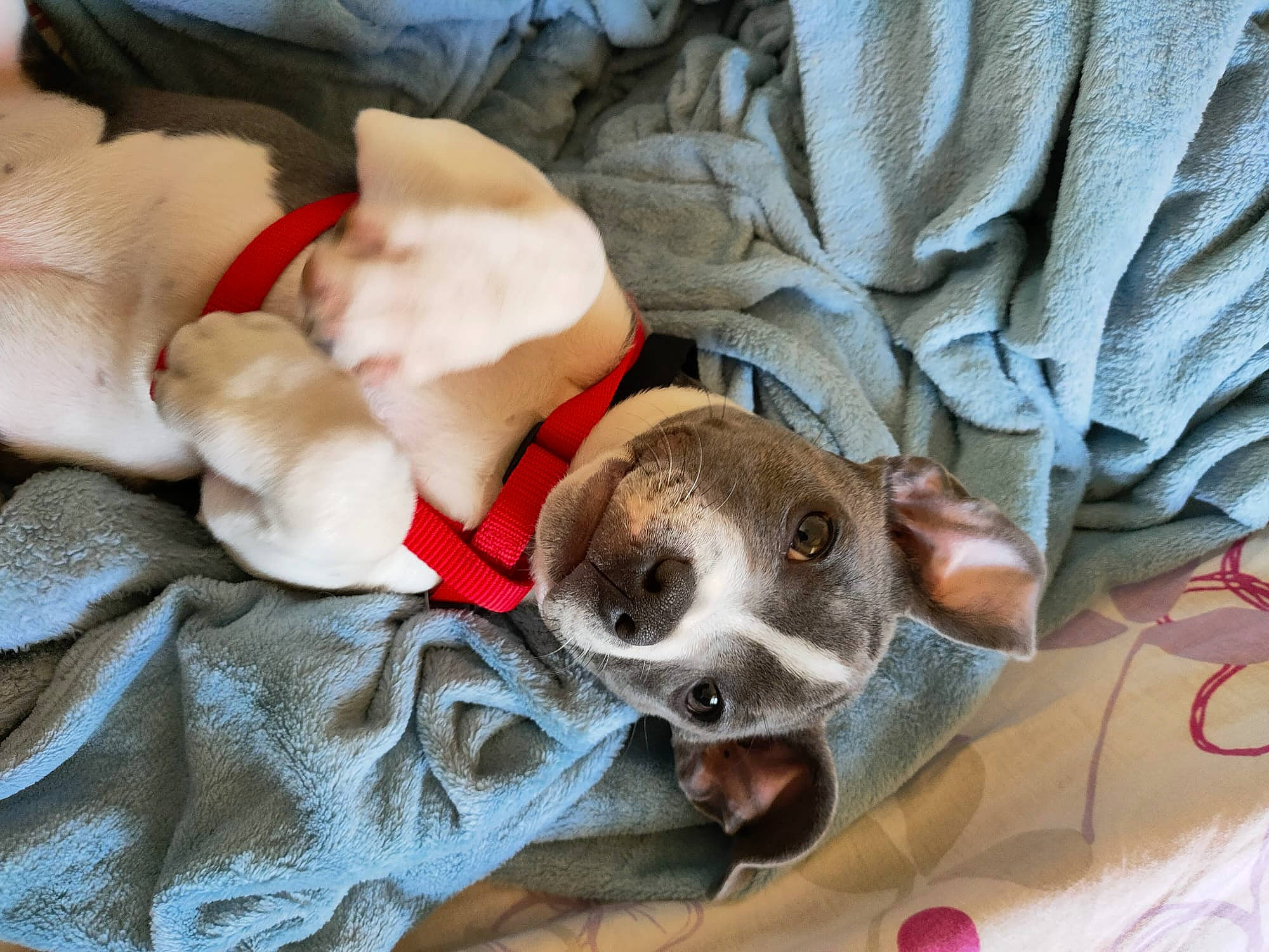 Urya a rejoint le concours — aidez-le/la à gagner de superbes lots ! canidae, carnivore, chihuahua, comfort, companion_dog, dog, dog_bed, dog_breed, dog_supply, fawn, fur, linens, paw, pet_supply, puppy_love, snout, sporting_group, toy_dog, whiskers, working_animal