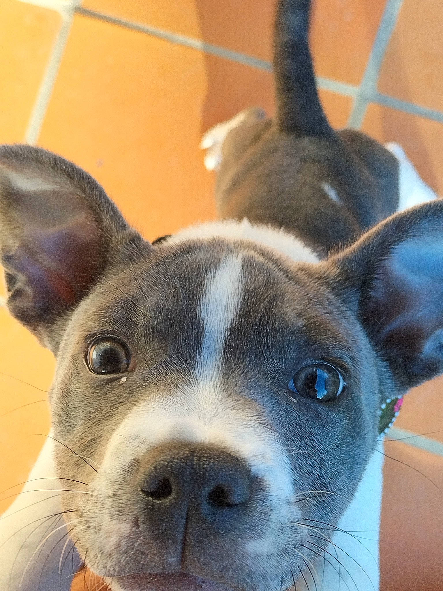 Urya a rejoint le concours — aidez-le/la à gagner de superbes lots ! ancient_dog_breeds, canidae, carnivore, close_up, collar, companion_dog, dog, dog_breed, dog_collar, ear, fawn, non_sporting_group, old_english_terrier, snout, sporting_group, terrestrial_animal, terrier, whiskers, working_animal