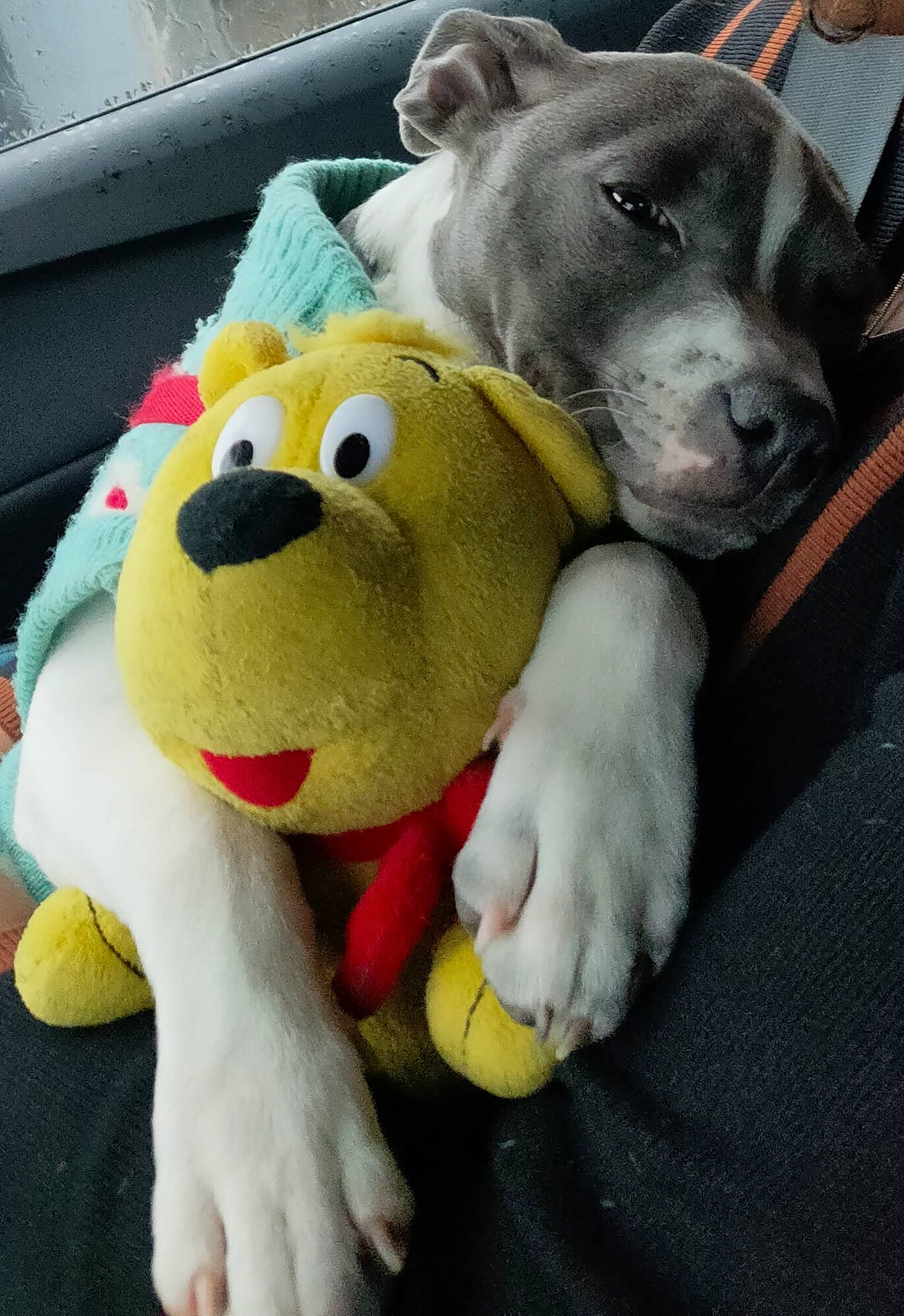 Urya a rejoint le concours — aidez-le/la à gagner de superbes lots ! baby_toys, carnivore, comfort, companion_dog, font, fur, paw, plush, stuffed_toy, suidae, teddy_bear, terrestrial_animal, toy, vertebrate, working_animal