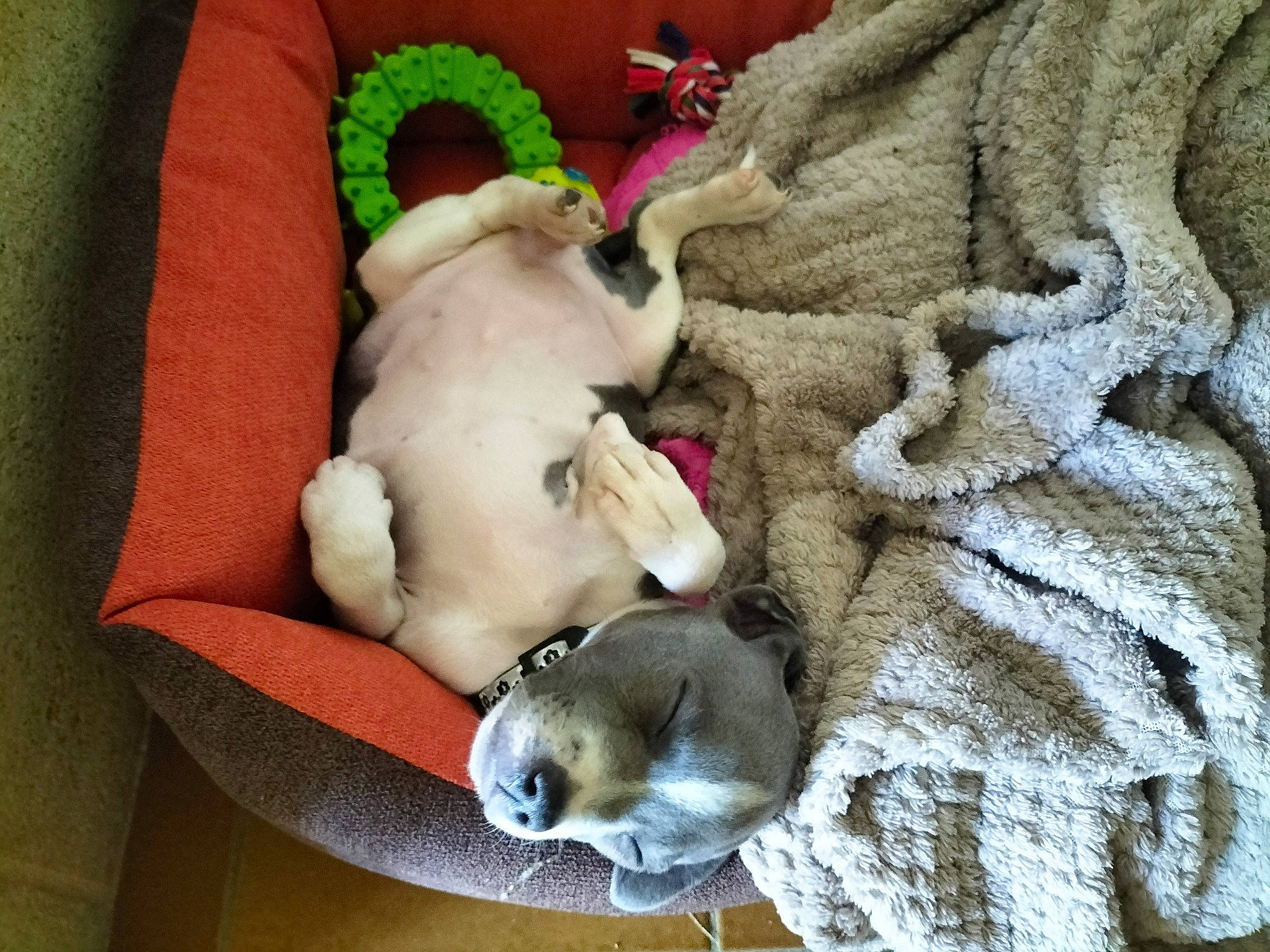 Urya a rejoint le concours — aidez-le/la à gagner de superbes lots ! carnivore, comfort, companion_dog, dog, dog_bed, dog_breed, dog_supply, fawn, felidae, fur, linens, mammal, paw, pet_supply, small_to_medium_sized_cats, stuffed_toy, tail, toy, toy_dog, whiskers