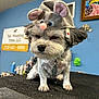 dog, pet, animal, mouse_hat, grooming_table, indoor, small_dog, gray_fur, cute, costume, accessory, collar, tag, blue_wall, sign, artwork, fur, ears, face, expression