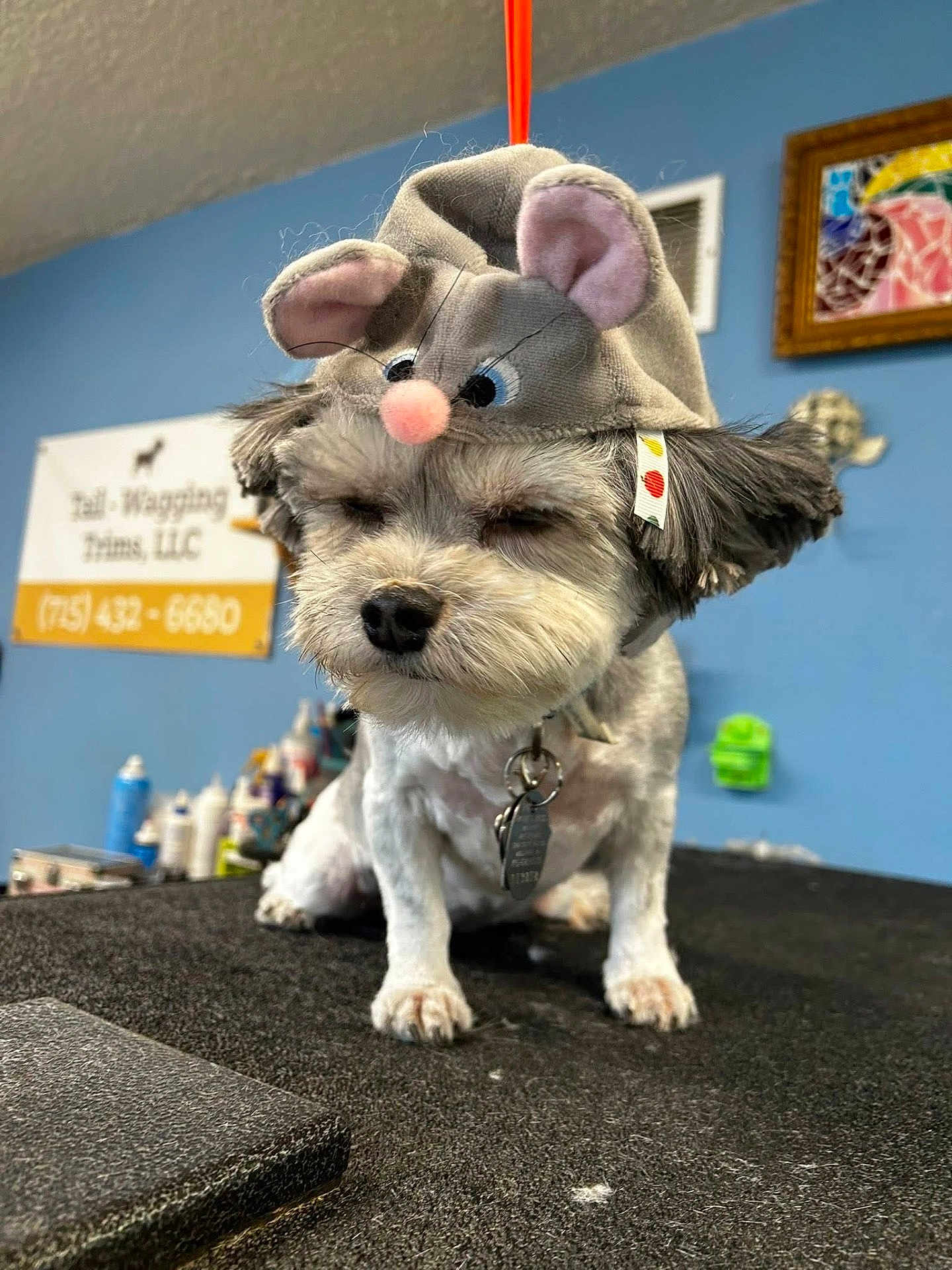 Macie joined the competition — help win amazing prizes! dog, pet, animal, mouse_hat, grooming_table, indoor, small_dog, gray_fur, cute, costume, accessory, collar, tag, blue_wall, sign, artwork, fur, ears, face, expression