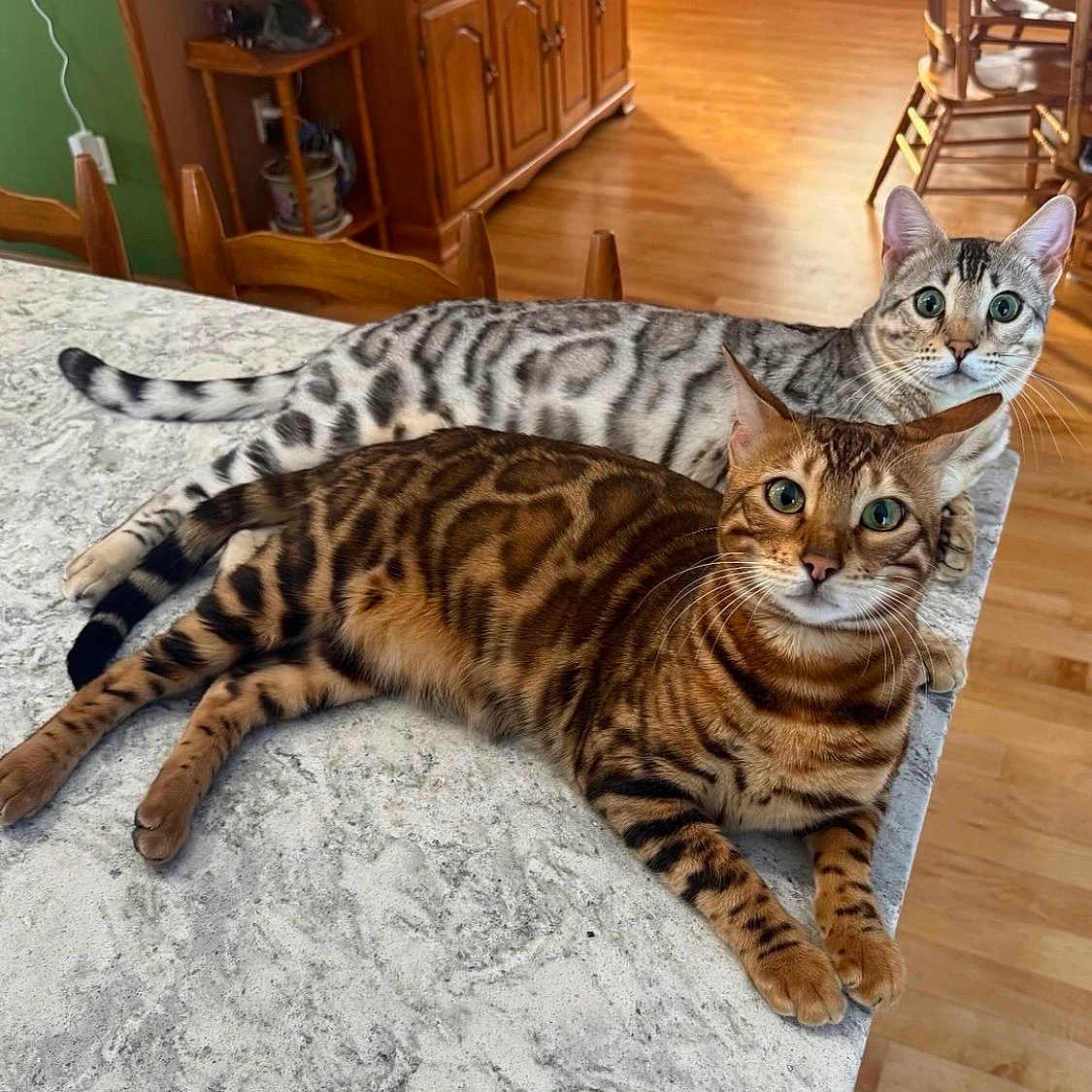 Apollo And Athena is registered to the contest to win money with this photo: bengal_cat, cat, cats_on_table, countertop, curious, domestic_cat, ears, feline, furniture, green_eyes, hardwood_floor, indoor_pet, kitchen, marble_pattern, pair, pet, relaxed, spotted_fur, tabby, whiskers