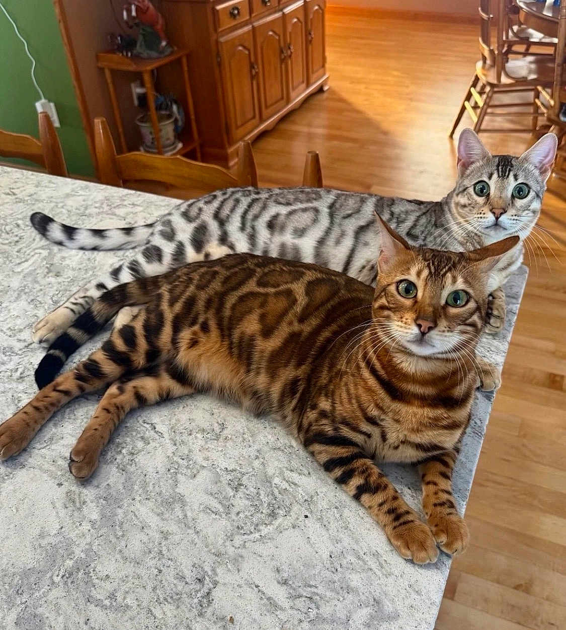Apollo And Athena is registered to the contest to win money with this photo: cat, bengal_cat, tabby, marble_pattern, spotted_fur, pair, cats_on_table, countertop, kitchen, hardwood_floor, green_eyes, whiskers, ears, relaxed, indoor_pet, feline, pet, furniture, domestic_cat, curious