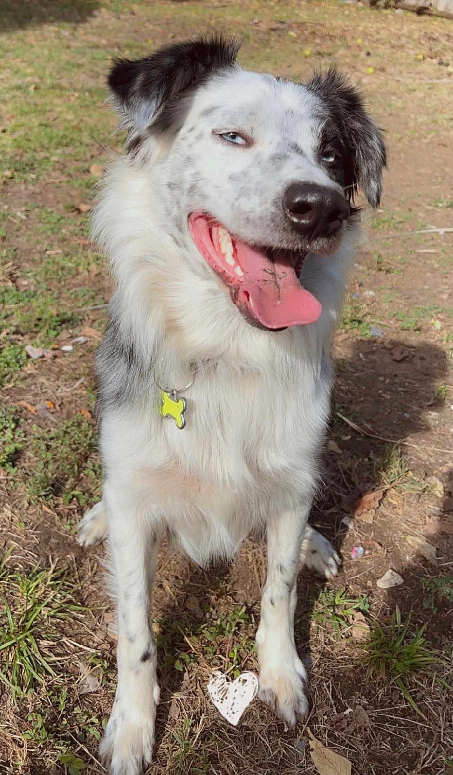 Loki