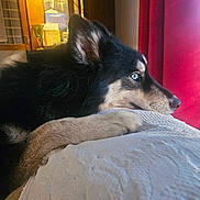 Juna joined the competition — help win amazing prizes! animal, blue_eyes, calm, close_up, cozy, curtain, dog, domestic, fur, furniture, gazing, indoor, paw, pet, portrait, red_curtain, resting, side_view, white_texture, window