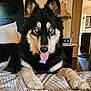 Juna is registered to the contest to win money with this photo: animal, bed, bedroom, black_and_white_fur, blue_eyes, canine, close_up, comfort, dog, door, fur, furniture, husky, indoor, lamp, pet, pillow, relaxing, striped_bedspread, tongue_out