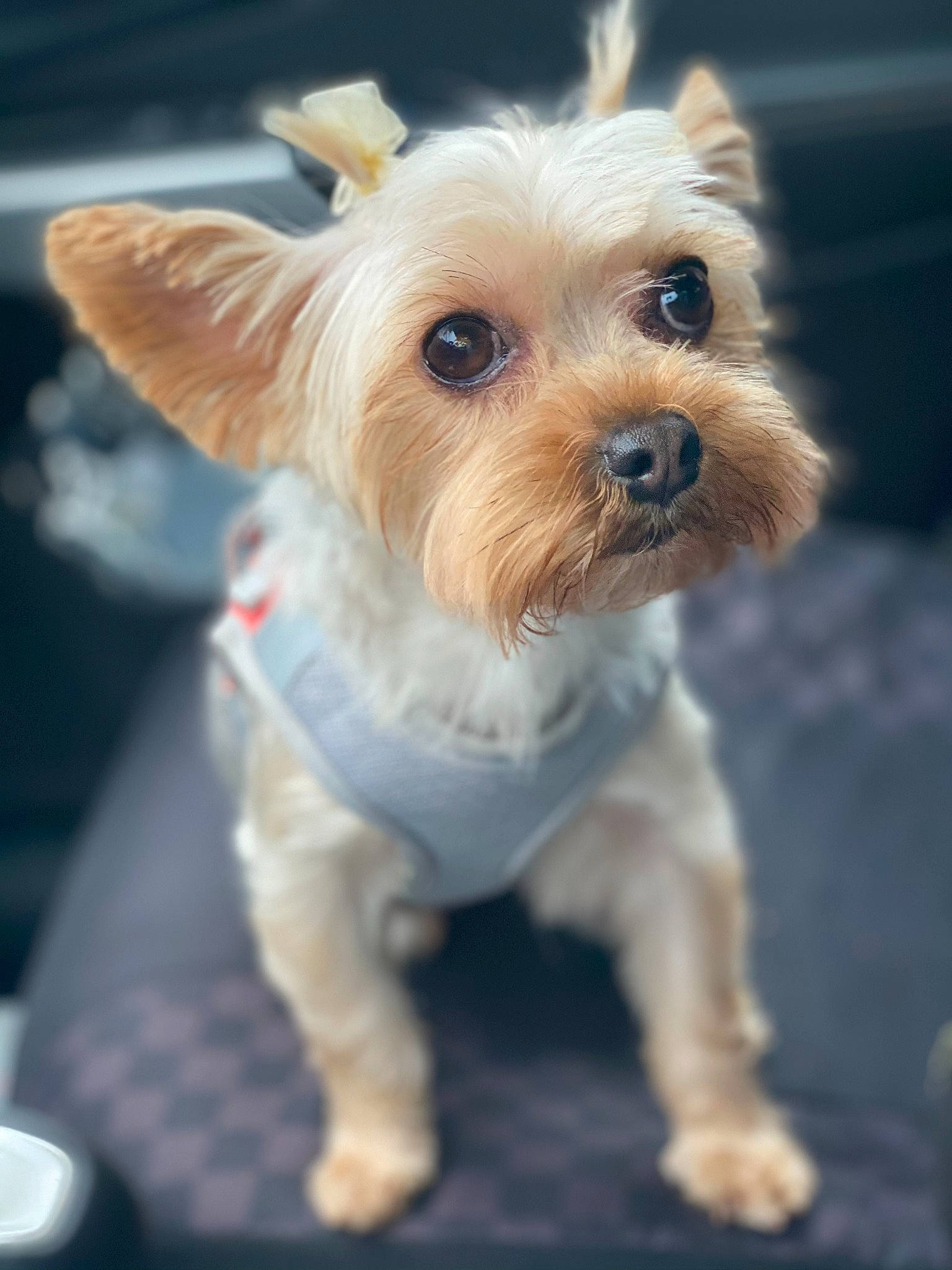 Bailee joined the competition — help win amazing prizes! canidae, carnivore, collar, companion_dog, dog, dog_breed, dog_clothes, dog_supply, fawn, non_sporting_group, pet_supply, puppy, small_terrier, snout, terrier, toy_dog, vertebrate, working_animal