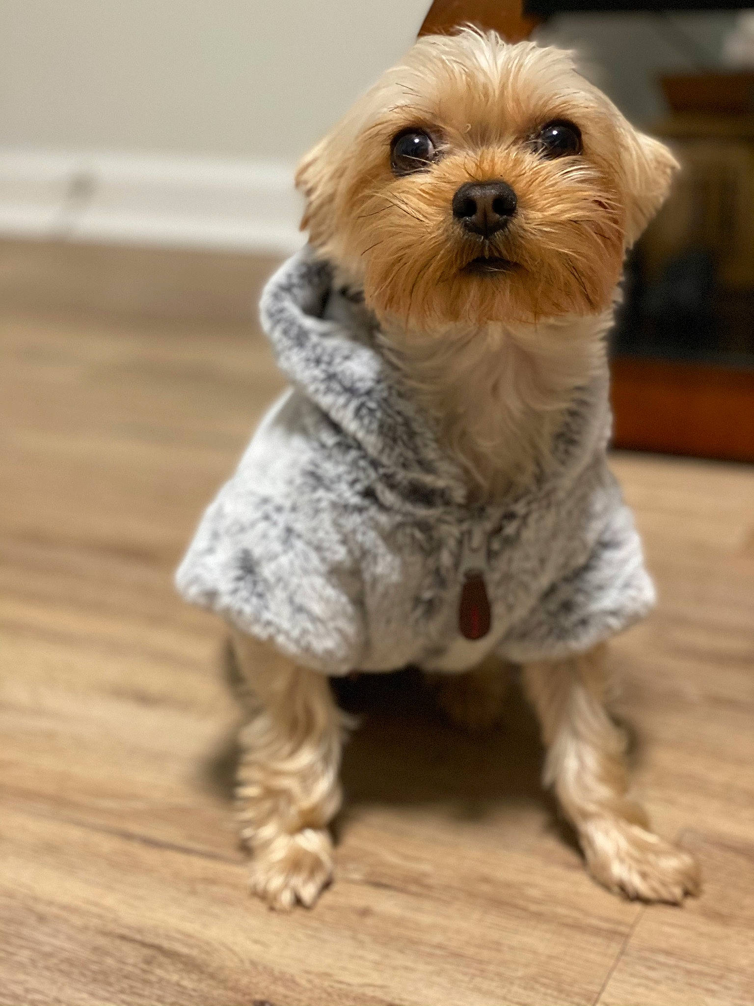 Bailee joined the competition — help win amazing prizes! brown, carnivore, companion_dog, dog, dog_breed, dog_clothes, dog_supply, floor, flooring, hardwood, pet_supply, puppy, small_terrier, snout, toy_dog, vertebrate, wood, wood_flooring, wood_stain, working_animal