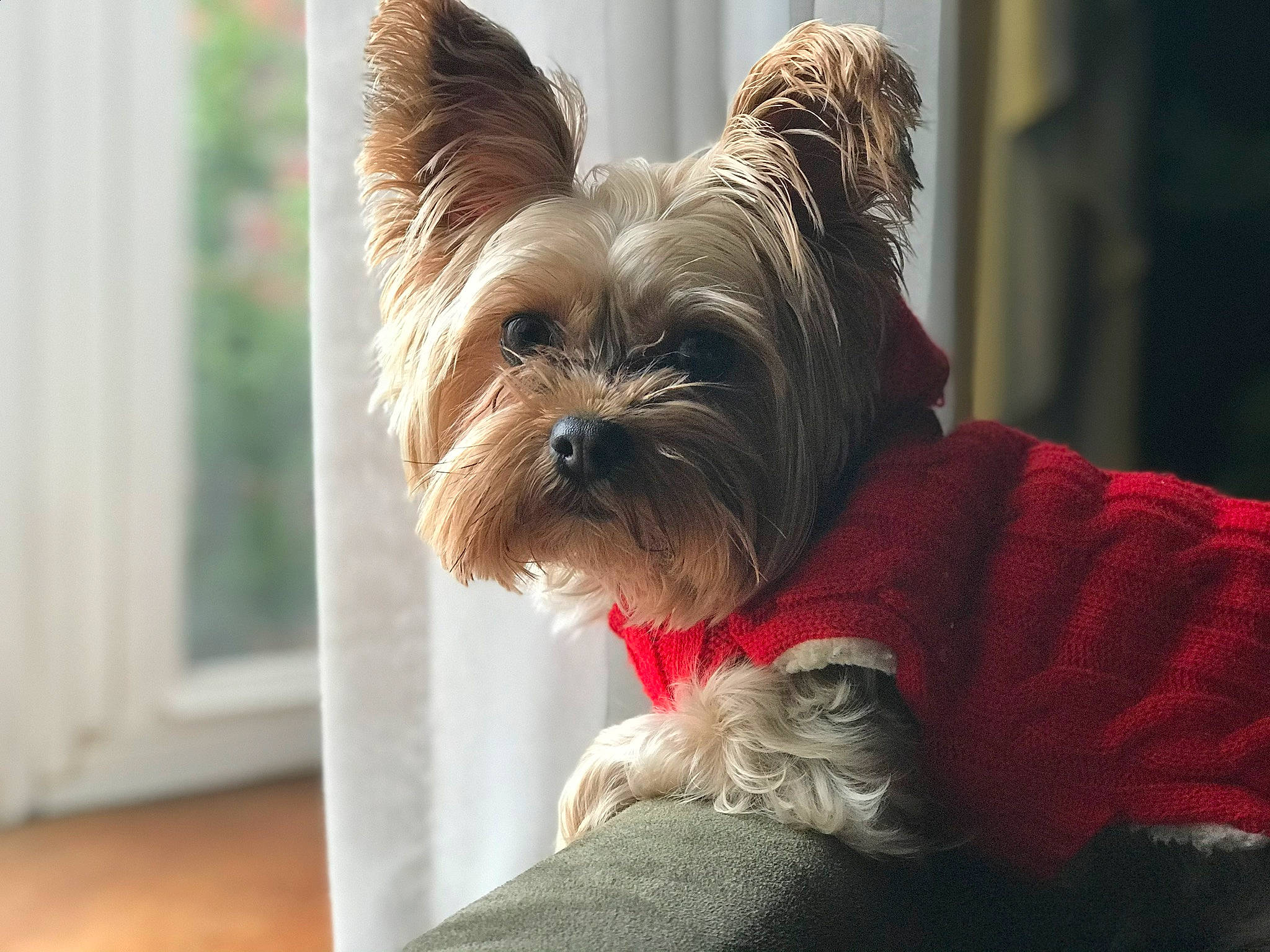 Bailee joined the competition — help win amazing prizes! cairn_terrier, canidae, carnivore, companion_dog, dog, dog_breed, dog_clothes, dog_supply, non_sporting_group, pet_supply, puppy, small_terrier, snout, sporting_group, sweater, terrier, toy_dog, vertebrate, wool, working_animal