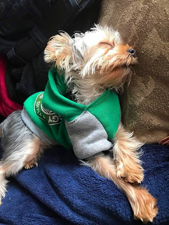 Bailee is registered to the contest to win money with this photo: canidae, carnivore, collar, companion_dog, dog, dog_breed, dog_clothes, dog_collar, dog_supply, fur, leash, natural_material, pet_supply, small_terrier, snout, sporting_group, terrier, toy_dog, vertebrate, working_animal