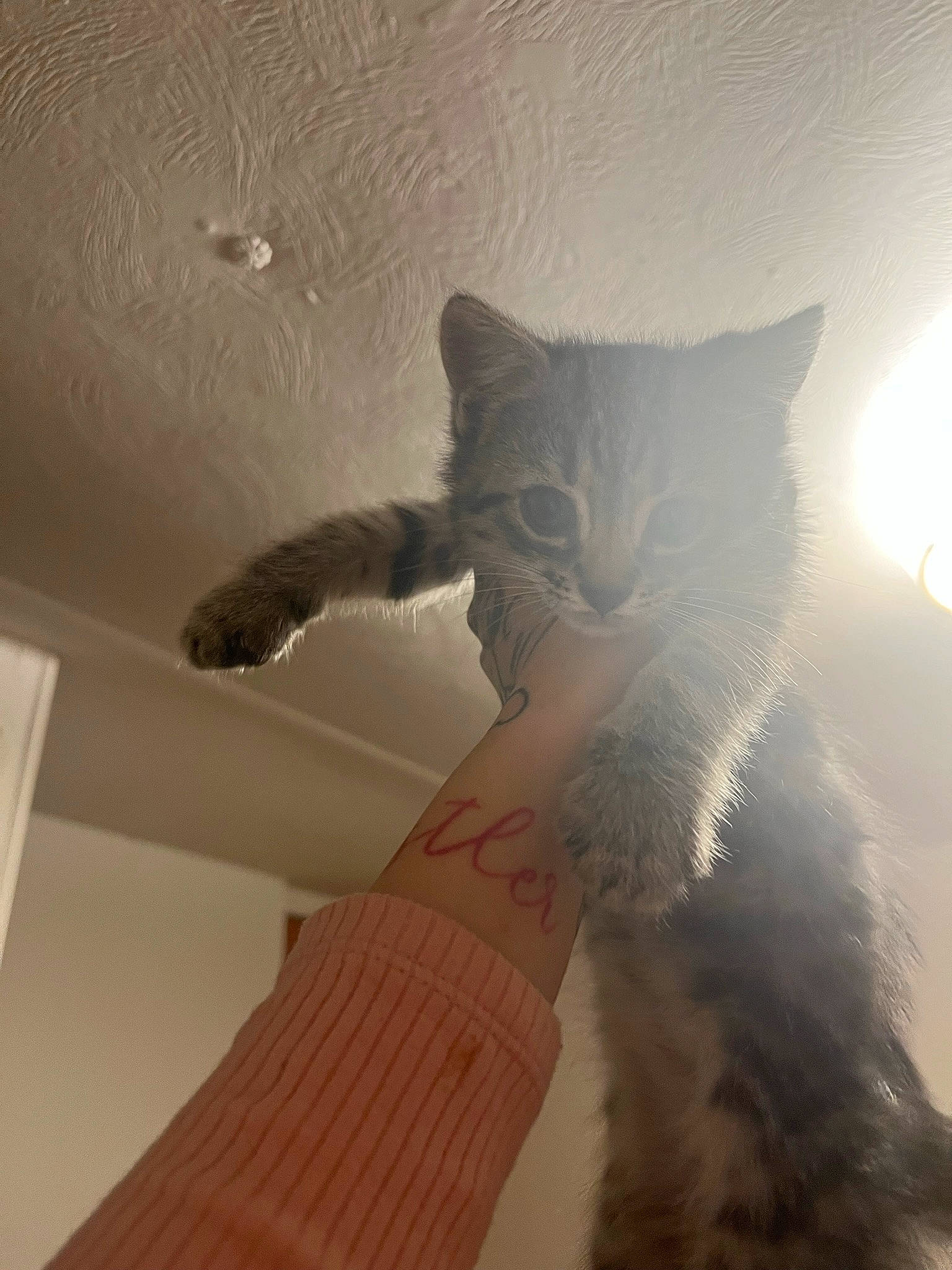 Charles Entertainment Cheese joined the competition — help win amazing prizes! carnivore, cat, ceiling, comfort, domestic_short_haired_cat, fawn, felidae, fur, grey, hardwood, human_leg, light, paw, room, small_to_medium_sized_cats, tail, tints_and_shades, whiskers, window, wood