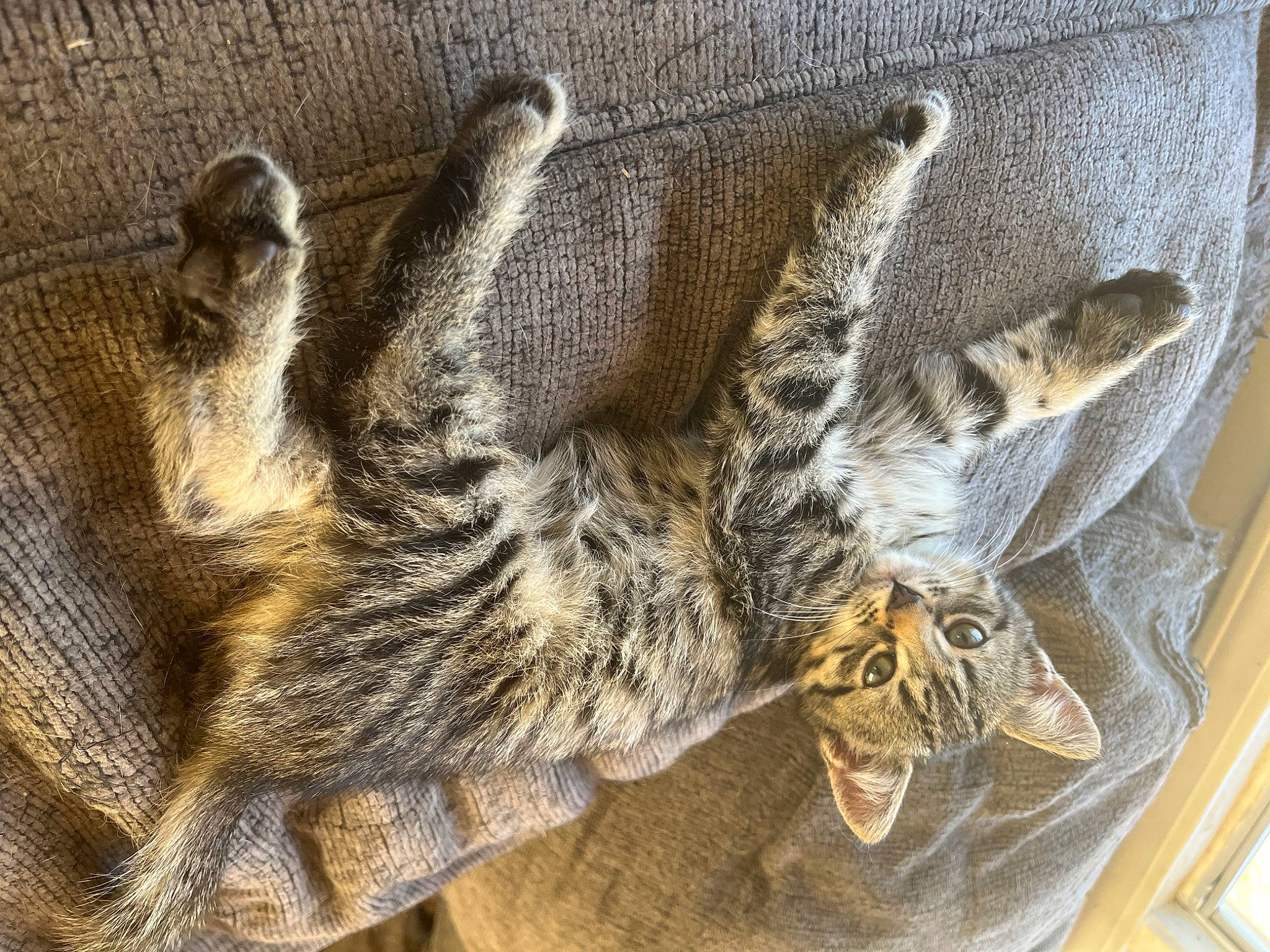 Charles Entertainment Cheese joined the competition — help win amazing prizes! big_cats, carnivore, cat, claw, domestic_short_haired_cat, felidae, foot, fur, pattern, paw, rope, small_to_medium_sized_cats, snout, tail, terrestrial_animal, whiskers, wildlife, wood