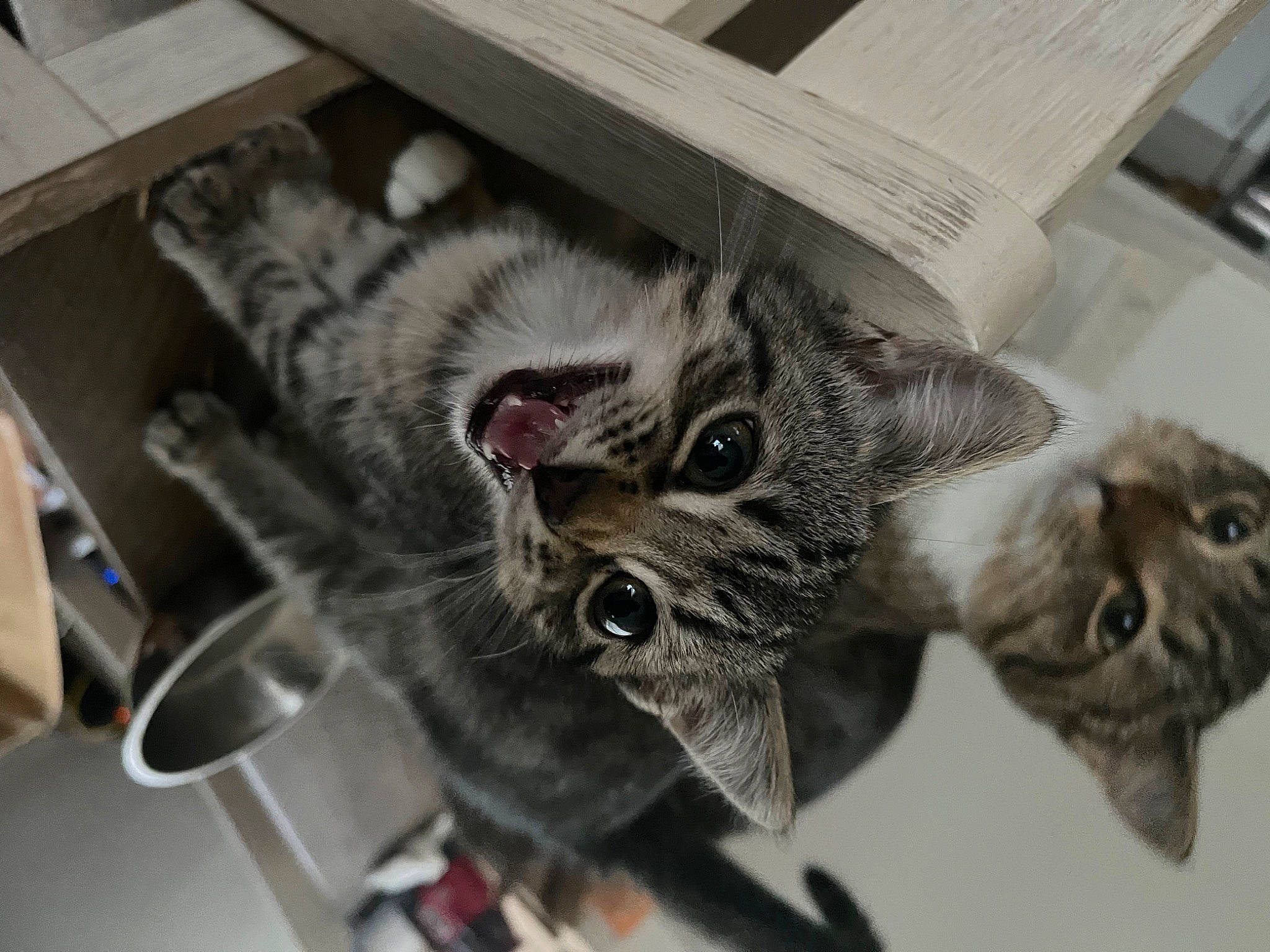 Charles Entertainment Cheese