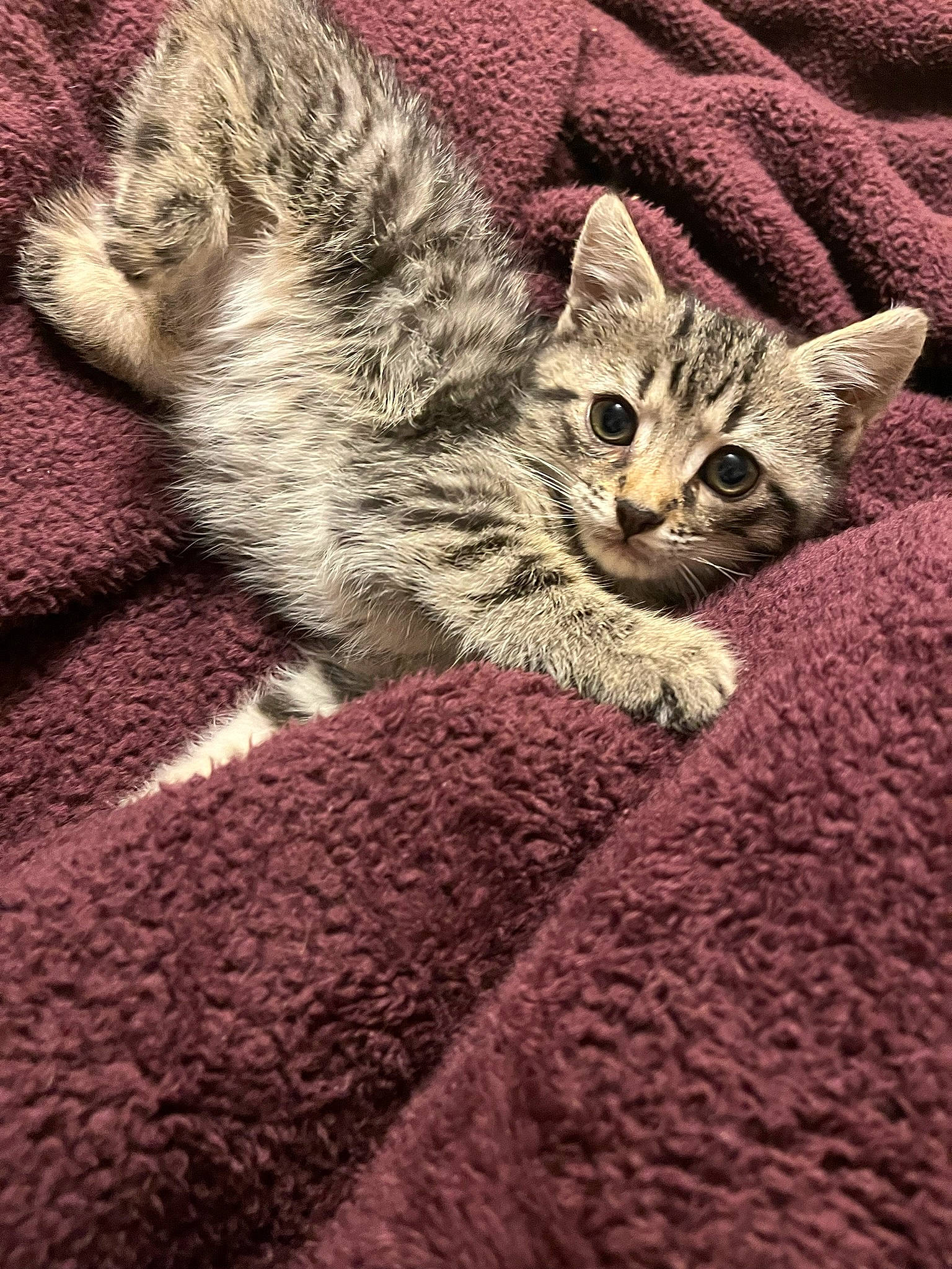 Charles Entertainment Cheese is registered to the contest to win money with this photo: carnivore, carpet, cat, claw, comfort, domestic_short_haired_cat, felidae, flooring, fur, grass, grey, pattern, paw, sand, small_to_medium_sized_cats, snout, tail, terrestrial_animal, whiskers, wood