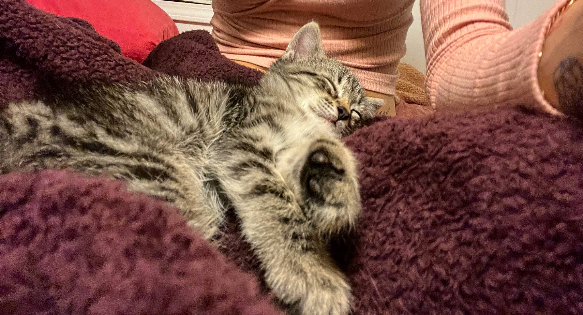 Charles Entertainment Cheese is registered to the contest to win money with this photo: carnivore, cat, claw, comfort, couch, domestic_short_haired_cat, felidae, fur, nap, paw, sitting, sleep, small_to_medium_sized_cats, snout, tail, whiskers, wildlife