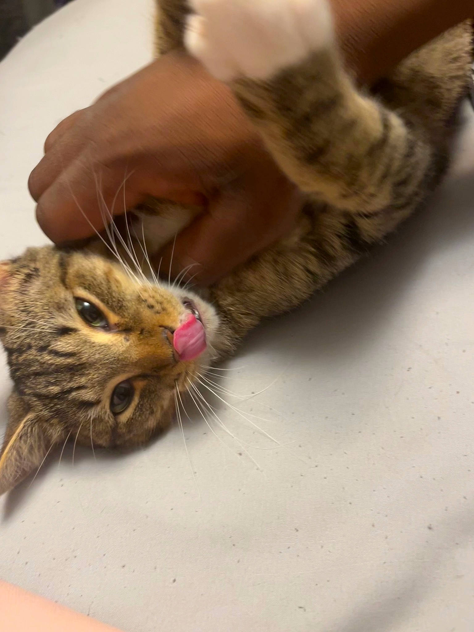 Kennethh is registered to the contest to win money with this photo: carnivore, cat, claw, comfort, domestic_short_haired_cat, ear, fawn, felidae, foot, fur, gesture, human_leg, nail, nap, paw, sleep, small_to_medium_sized_cats, snout, tail, whiskers