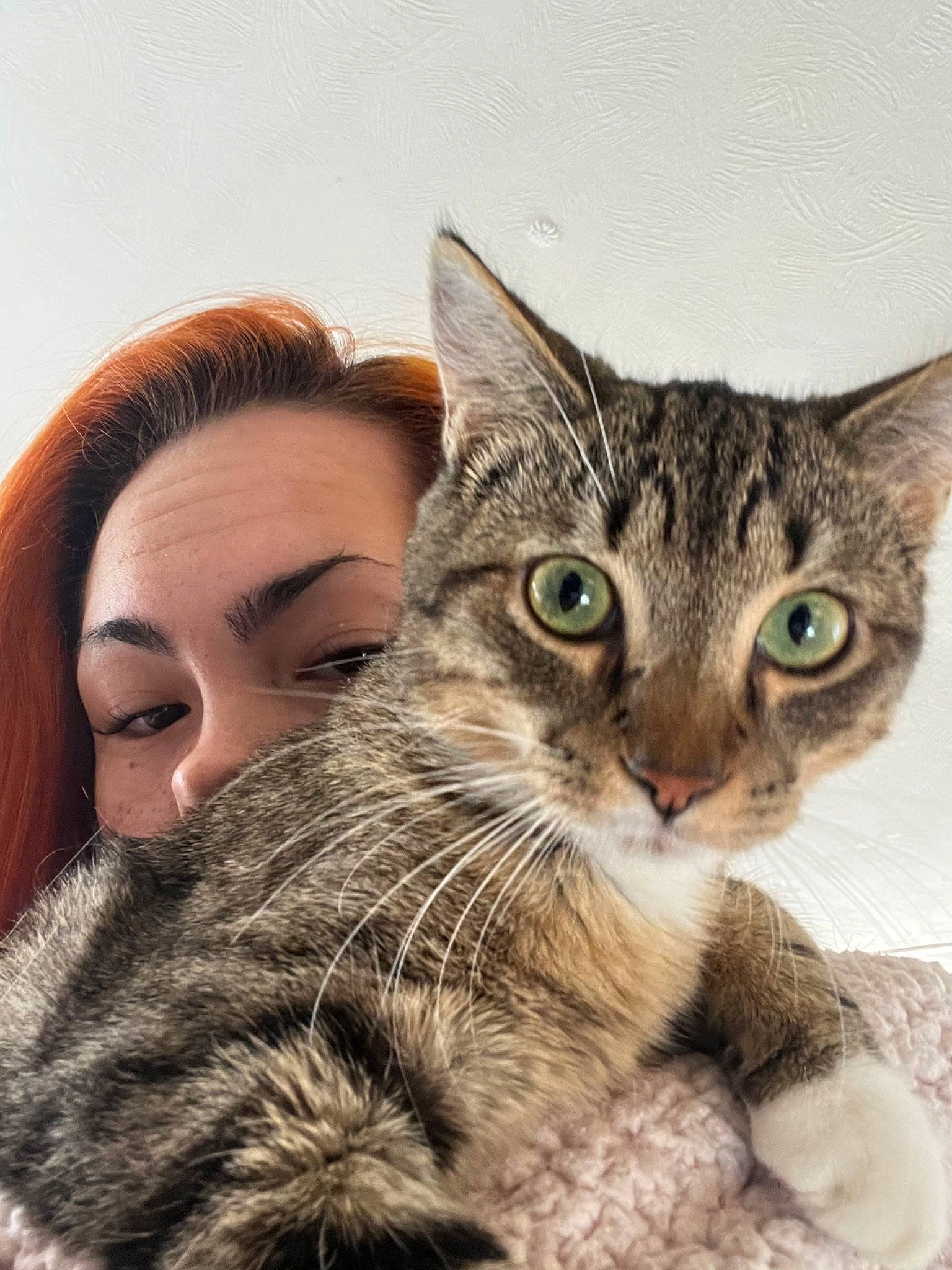 Kennethh joined the competition — help win amazing prizes! carnivore, cat, claw, domestic_short_haired_cat, ear, eyelash, felidae, fur, gesture, happy, iris, nose, paw, photo_caption, selfie, small_to_medium_sized_cats, snout, terrestrial_animal, whiskers, wildlife