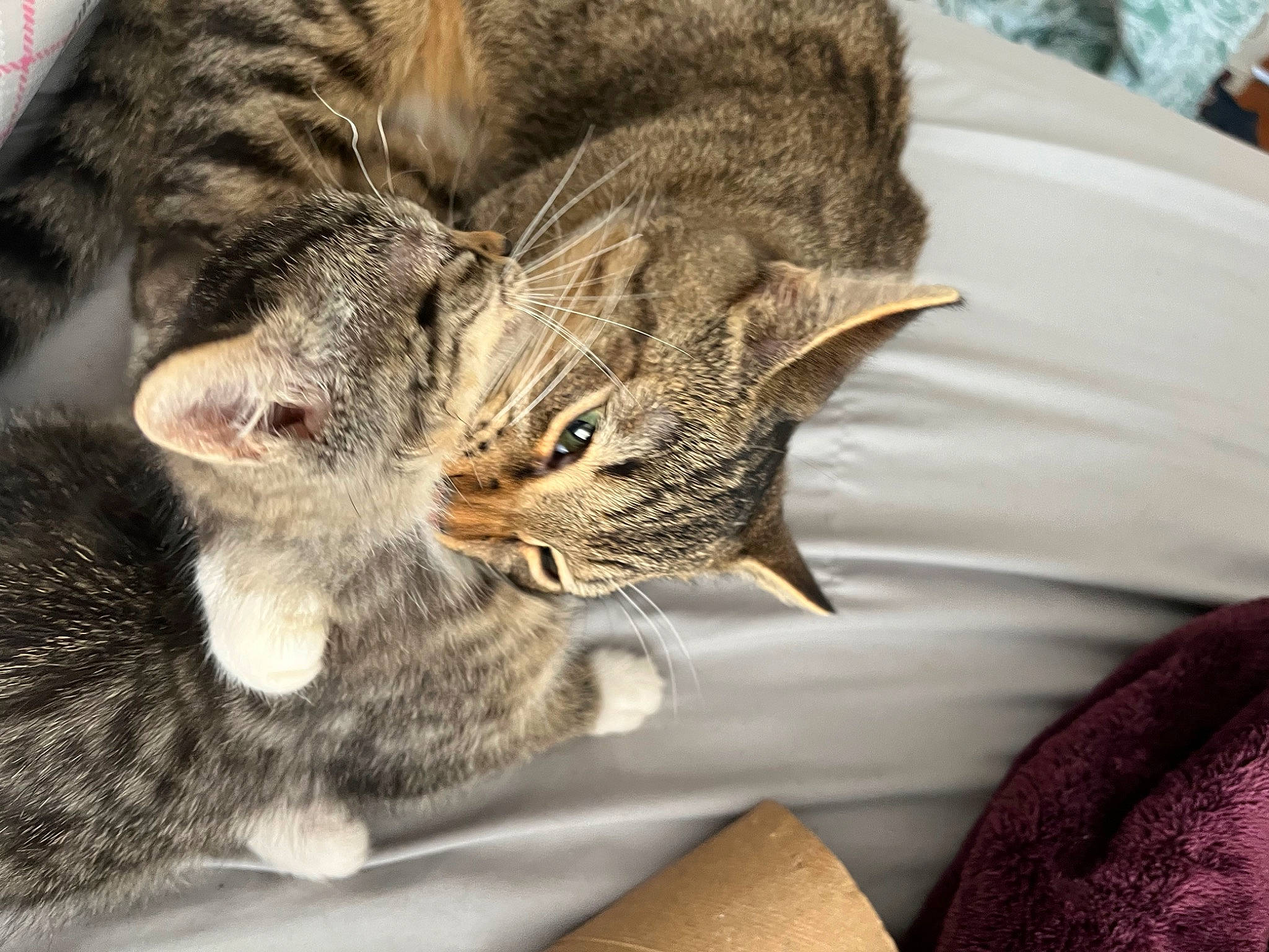 Kennethh is registered to the contest to win money with this photo: carnivore, cat, cat_bed, claw, close_up, comfort, domestic_short_haired_cat, felidae, fur, nap, paw, sleep, small_to_medium_sized_cats, snout, terrestrial_animal, whiskers