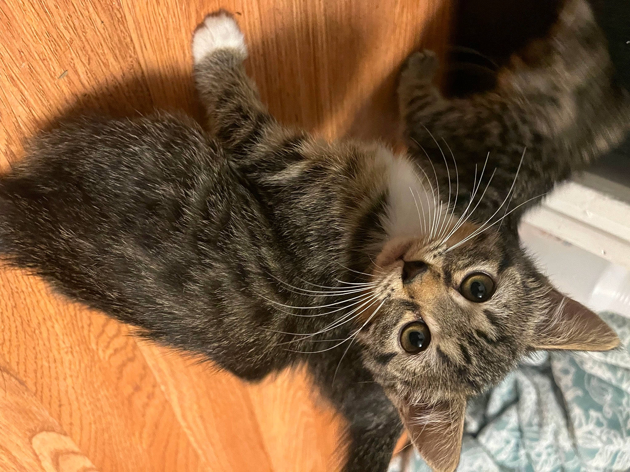 Gina is registered to the contest to win money with this photo: carnivore, cat, claw, comfort, domestic_short_haired_cat, felidae, foot, fur, human_leg, nap, paw, small_to_medium_sized_cats, snout, tail, terrestrial_animal, whiskers, wildlife