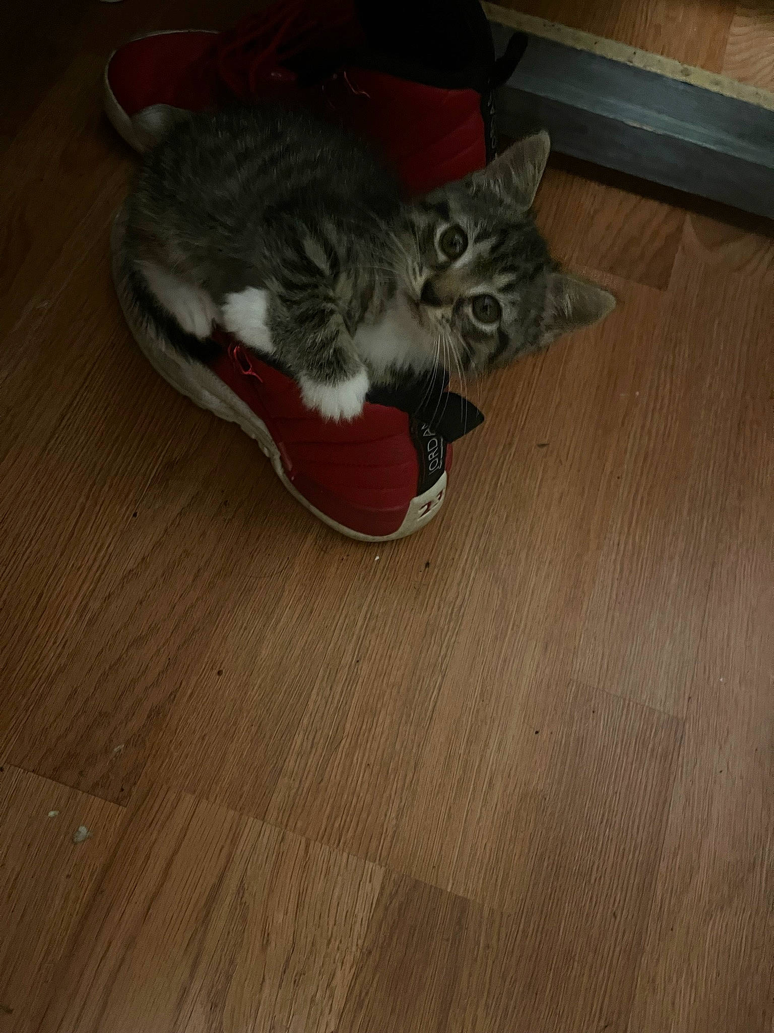 Gina joined the competition — help win amazing prizes! carnivore, cat, comfort, domestic_short_haired_cat, felidae, floor, flooring, fur, grey, hardwood, laminate_flooring, leg, plank, small_to_medium_sized_cats, tail, varnish, whiskers, wood, wood_flooring, wood_stain