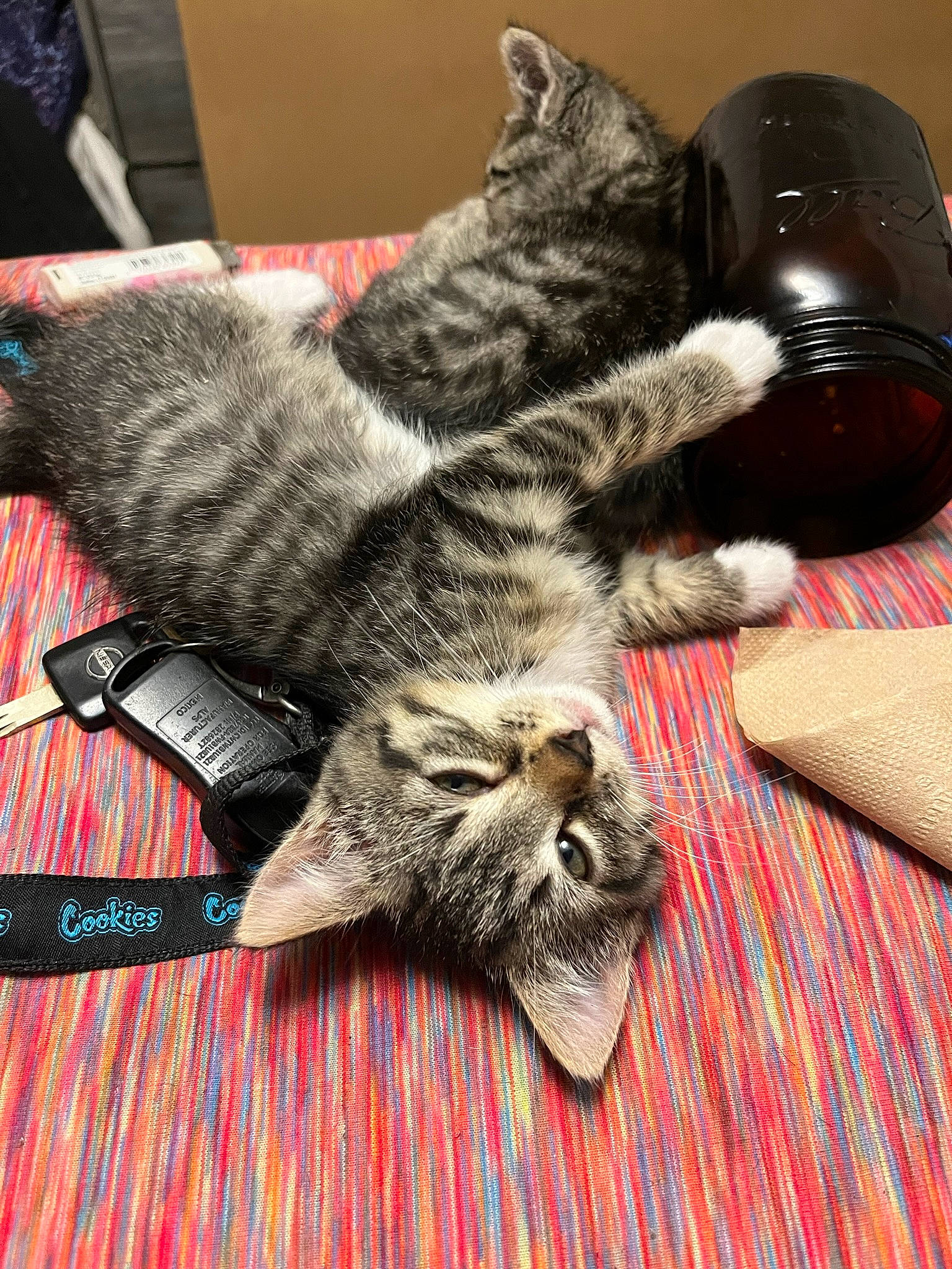 Gina joined the competition — help win amazing prizes! carnivore, cat, claw, comfort, domestic_short_haired_cat, felidae, flooring, foot, fur, gesture, grey, hardwood, human_leg, nap, paw, small_to_medium_sized_cats, snout, tail, whiskers, wood