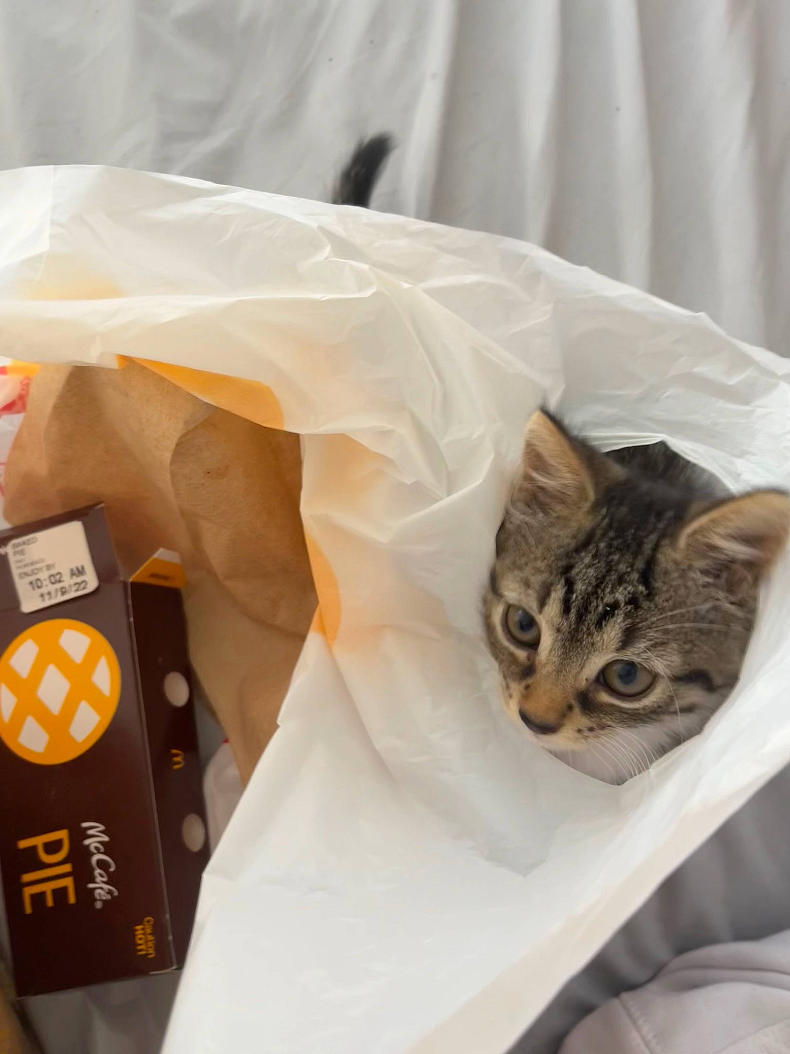 Gina is registered to the contest to win money with this photo: box, carnivore, cat, comfort, couch, domestic_short_haired_cat, felidae, fur, linens, packaging_and_labeling, packing_materials, paper_bag, plastic_bag, small_to_medium_sized_cats, whiskers