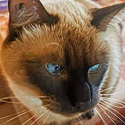Saimon participe au concours pour gagner de l'argent avec cette photo : cat, siamese_cat, close_up, blue_eyes, fur, whiskers, pet, animal, domestic_animal, face, mammal, feline, indoor, portrait, cute, ears, nose, head, looking