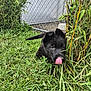 animal, bamboo, black_dog, closeup, curious, cute, daylight, dog, exploring, fence, grass, greenery, nature, outdoor, pet, plants, playful, puppy, tongue_out, young_animal