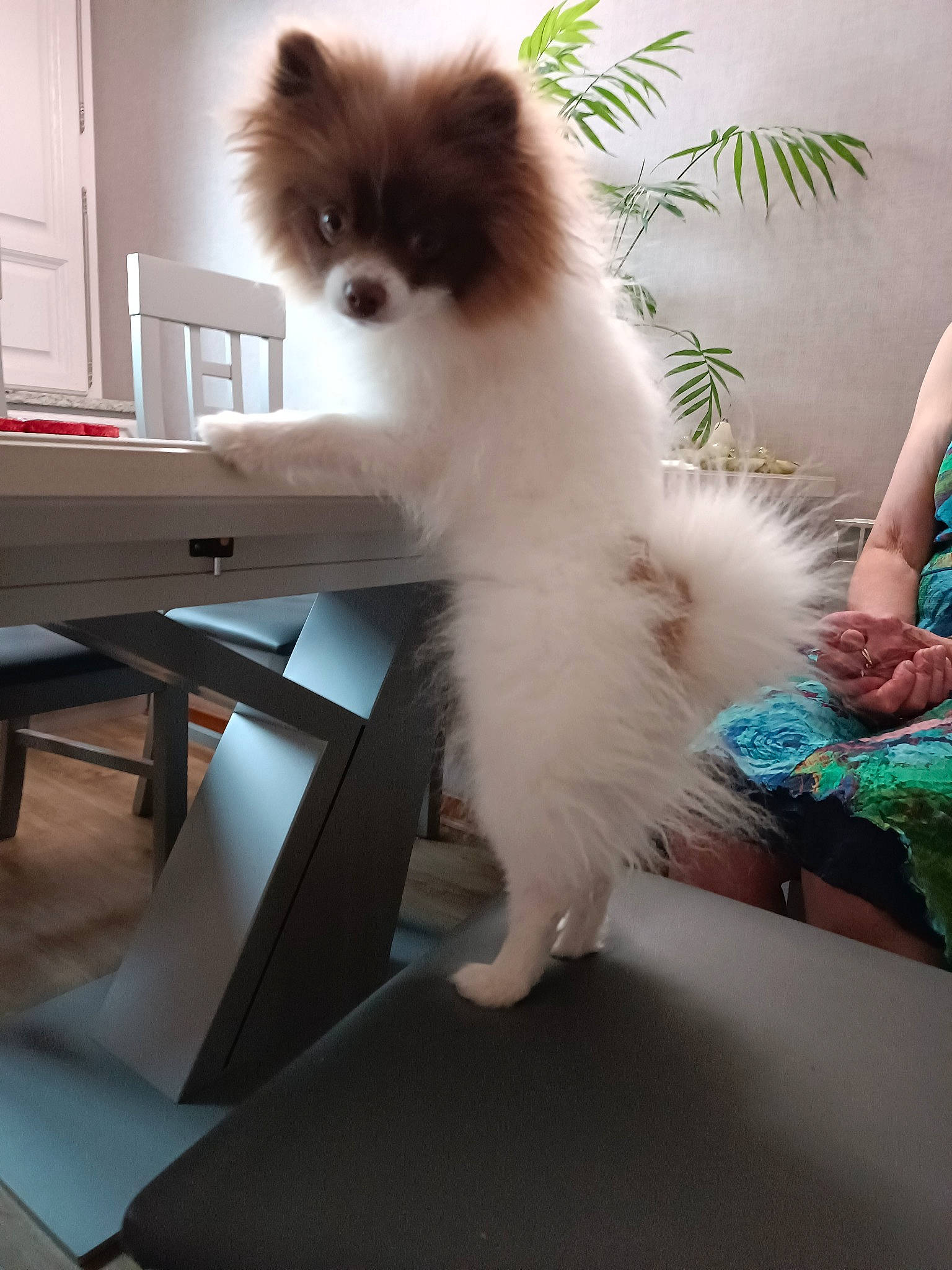 Snow participe au concours pour gagner de l'argent avec cette photo : canidae, carnivore, cat, chair, claw, companion_dog, fawn, felidae, flooring, fur, plant, small_to_medium_sized_cats, snout, tail, terrestrial_animal, whiskers, window