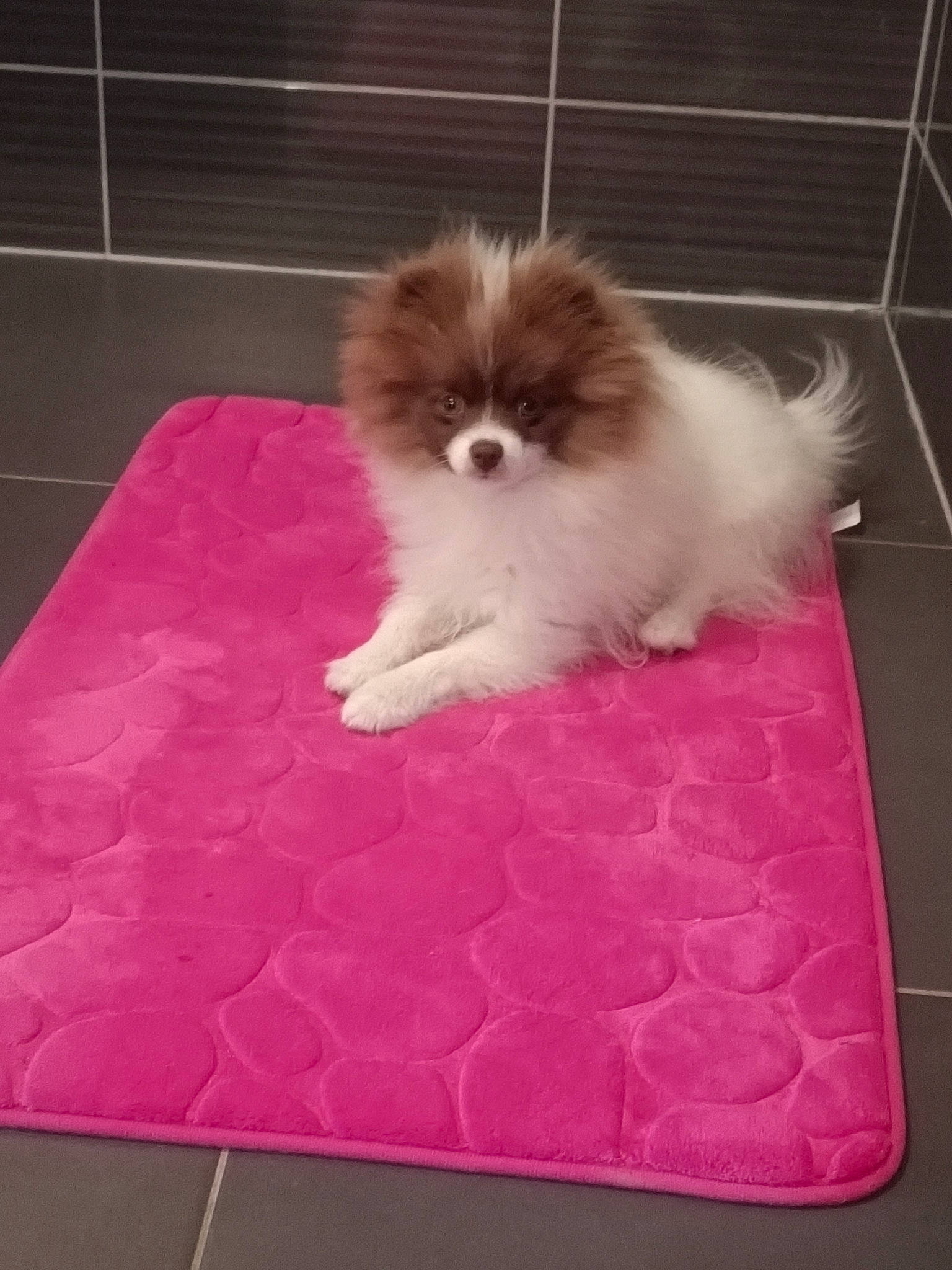 Snow participe au concours pour gagner de l'argent avec cette photo : canidae, carnivore, companion_dog, dog, dog_breed, dog_supply, fawn, flooring, fur, liver, magenta, pet_supply, pink, rectangle, shih_tzu, snout, sporting_group, tail, toy_dog, working_animal