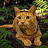 cat, orange_cat, pet, animal, feline, whiskers, eyes, ears, hat, harness, jungle, forest, foliage, ferns, greenery, outdoors, lying_down, portrait, cute, explorer