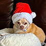 dog, santa_hat, blanket, brown_leather, pet, christmas, holiday, cute, resting, fur, small_dog, indoors, cozy, festive, animal, white, red, soft, cute_pet, chihuahua