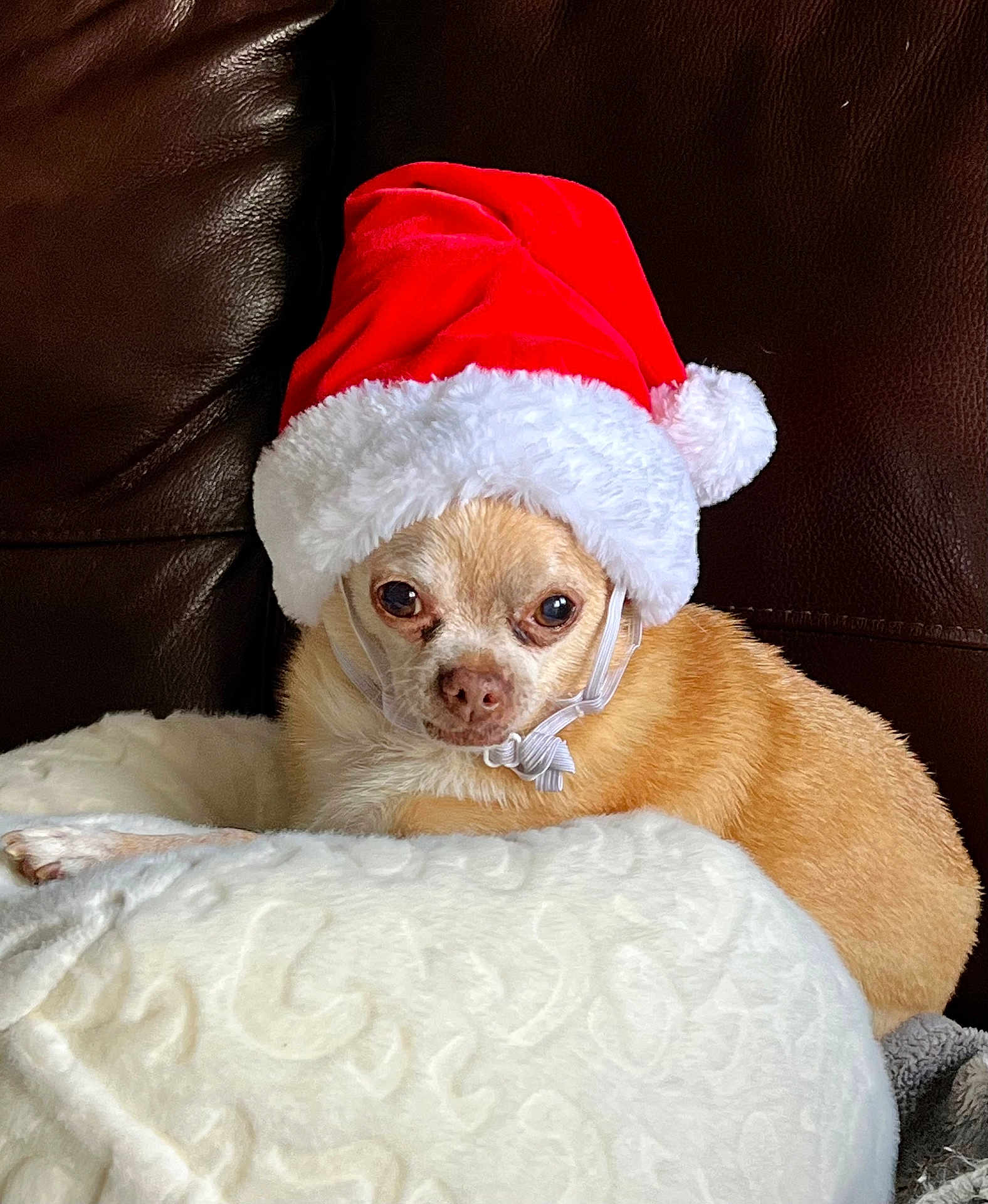 Rylie is registered to the contest to win money with this photo: dog, santa_hat, blanket, brown_leather, pet, christmas, holiday, cute, resting, fur, small_dog, indoors, cozy, festive, animal, white, red, soft, cute_pet, chihuahua