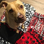 Sparty joined the competition — help win amazing prizes! dog, dog_like_mammal, mammal