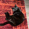 black_cat, cat, pet, animal, indoor, rug, red_rug, patterned_rug, floor, relaxed, green_eyes, fur, whiskers, cute, domestic_cat, laying_down, looking_at_camera, cozy, comfortable, home
