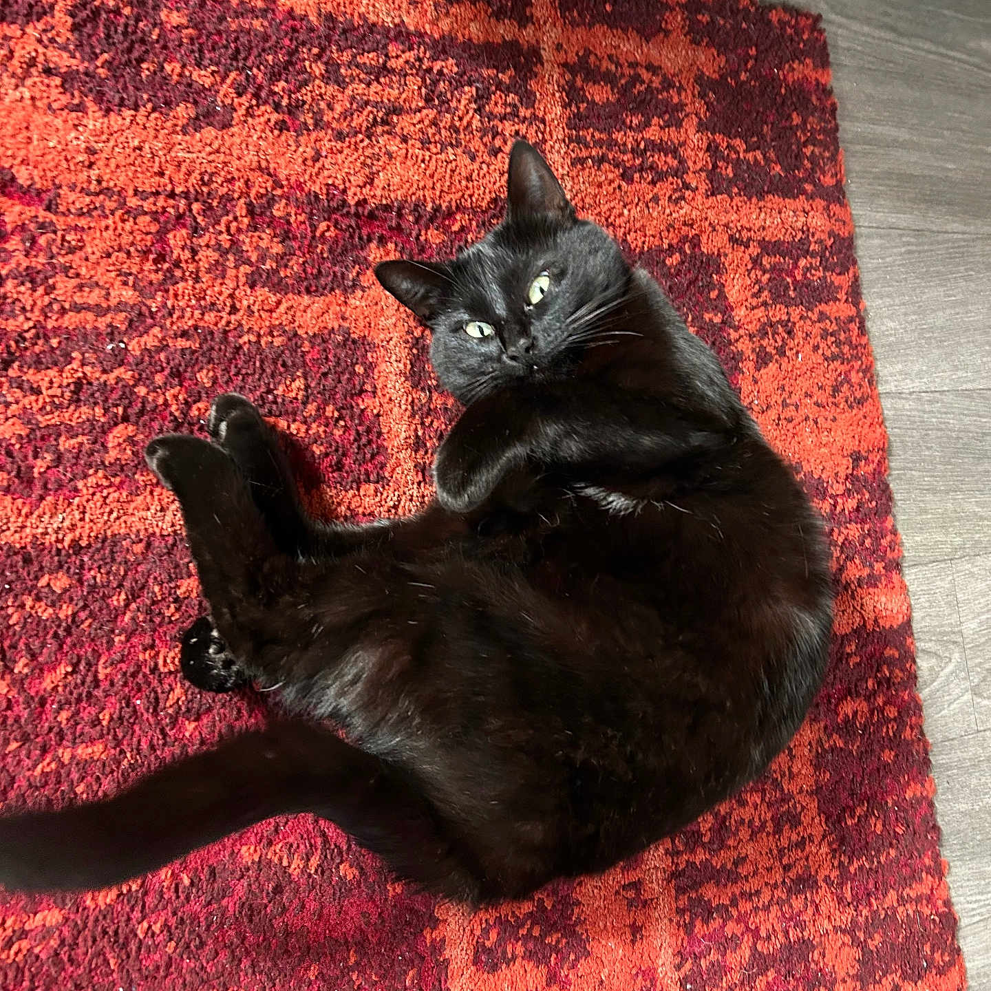 Maizikeen participe au concours pour gagner de l'argent avec cette photo : black_cat, cat, pet, animal, indoor, rug, red_rug, patterned_rug, floor, relaxed, green_eyes, fur, whiskers, cute, domestic_cat, laying_down, looking_at_camera, cozy, comfortable, home