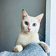Neige participe au concours pour gagner de l'argent avec cette photo : cat, white_cat, blue_eyes, pet, animal, indoor, curious, feline, soft_light, portrait, gray_background, whiskers, ears, paws, close_up, cute, domestic_cat, looking, texture, cozy