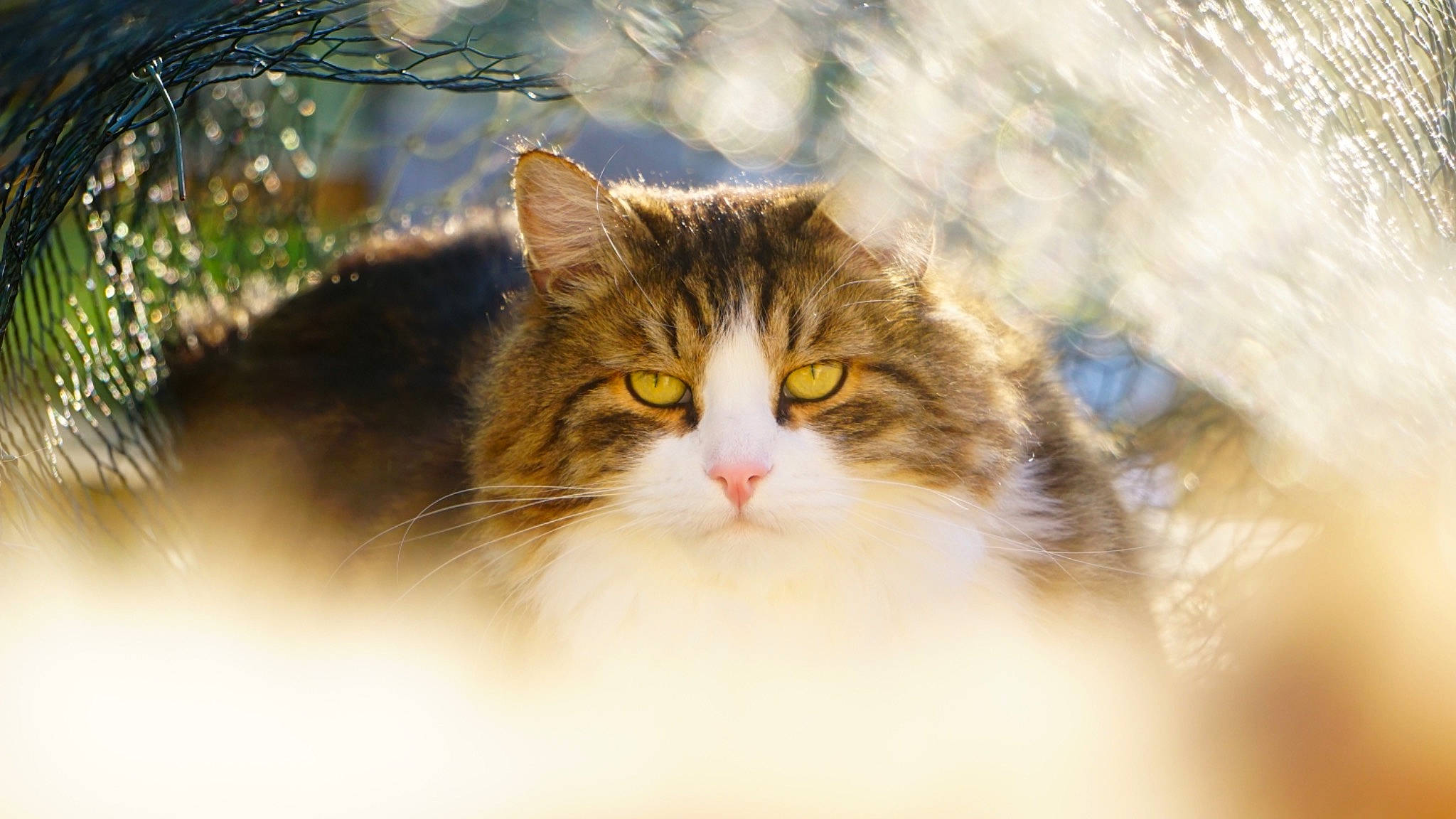 Raiko a rejoint le concours — aidez-le/la à gagner de superbes lots ! branch, carnivore, cat, close_up, domestic_short_haired_cat, felidae, freezing, fur, grass, plant, small_to_medium_sized_cats, snout, snow, sunlight, tree, twig, whiskers, window, winter, wood