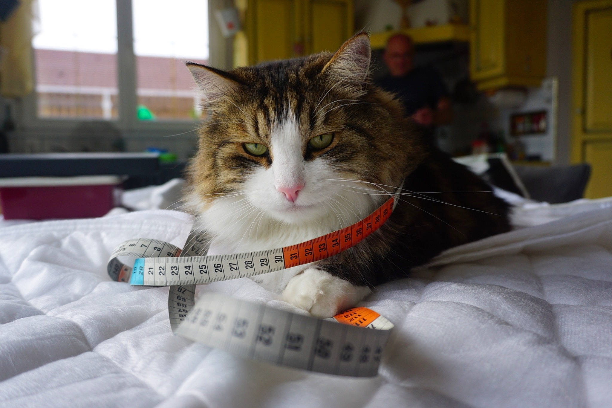 Raiko a rejoint le concours — aidez-le/la à gagner de superbes lots ! box, carnivore, cat, cat_supply, claw, collar, comfort, domestic_short_haired_cat, felidae, fur, linens, paper_product, paw, pet_supply, small_to_medium_sized_cats, snout, whiskers, window