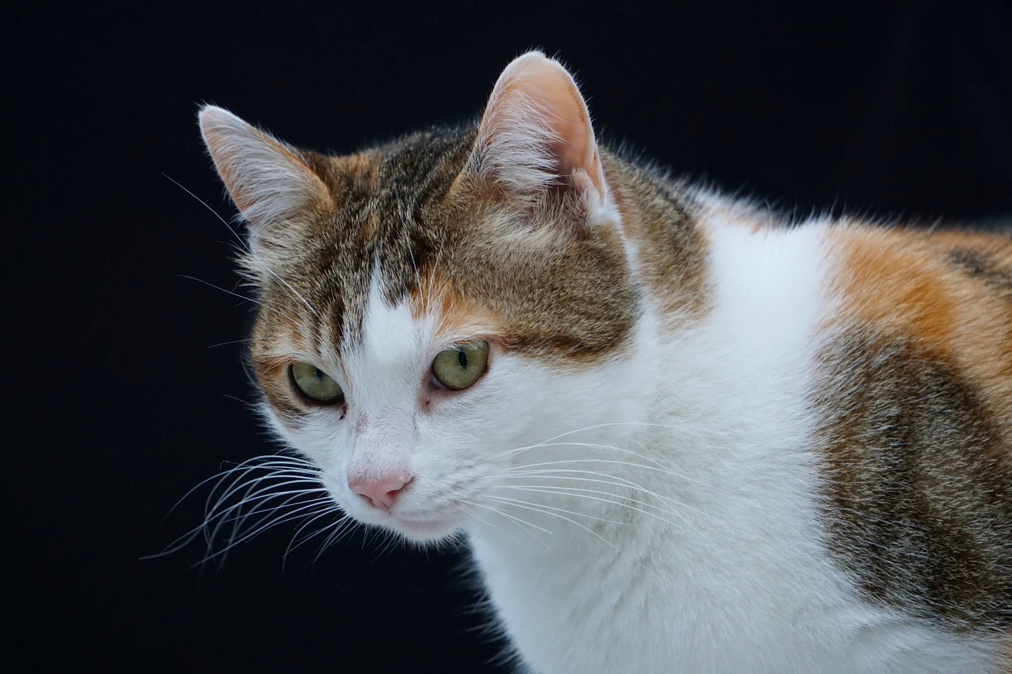 Minette a rejoint le concours — aidez-le/la à gagner de superbes lots ! art, carnivore, cat, domestic_short_haired_cat, eye, felidae, fur, grass, head, human_body, small_to_medium_sized_cats, snout, tail, terrestrial_animal, tree, whiskers, wildlife