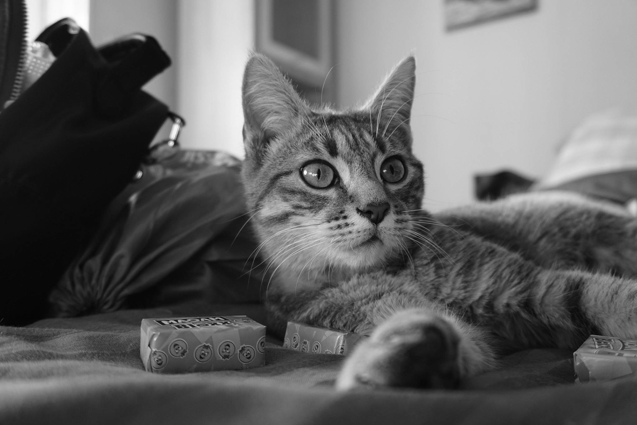 Jack participe au concours pour gagner de l'argent avec cette photo : black_and_white, carnivore, cat, claw, comfort, domestic_short_haired_cat, felidae, fur, grey, mammal, monochrome, monochrome_photography, paw, photography, room, sitting, small_to_medium_sized_cats, snout, style, whiskers