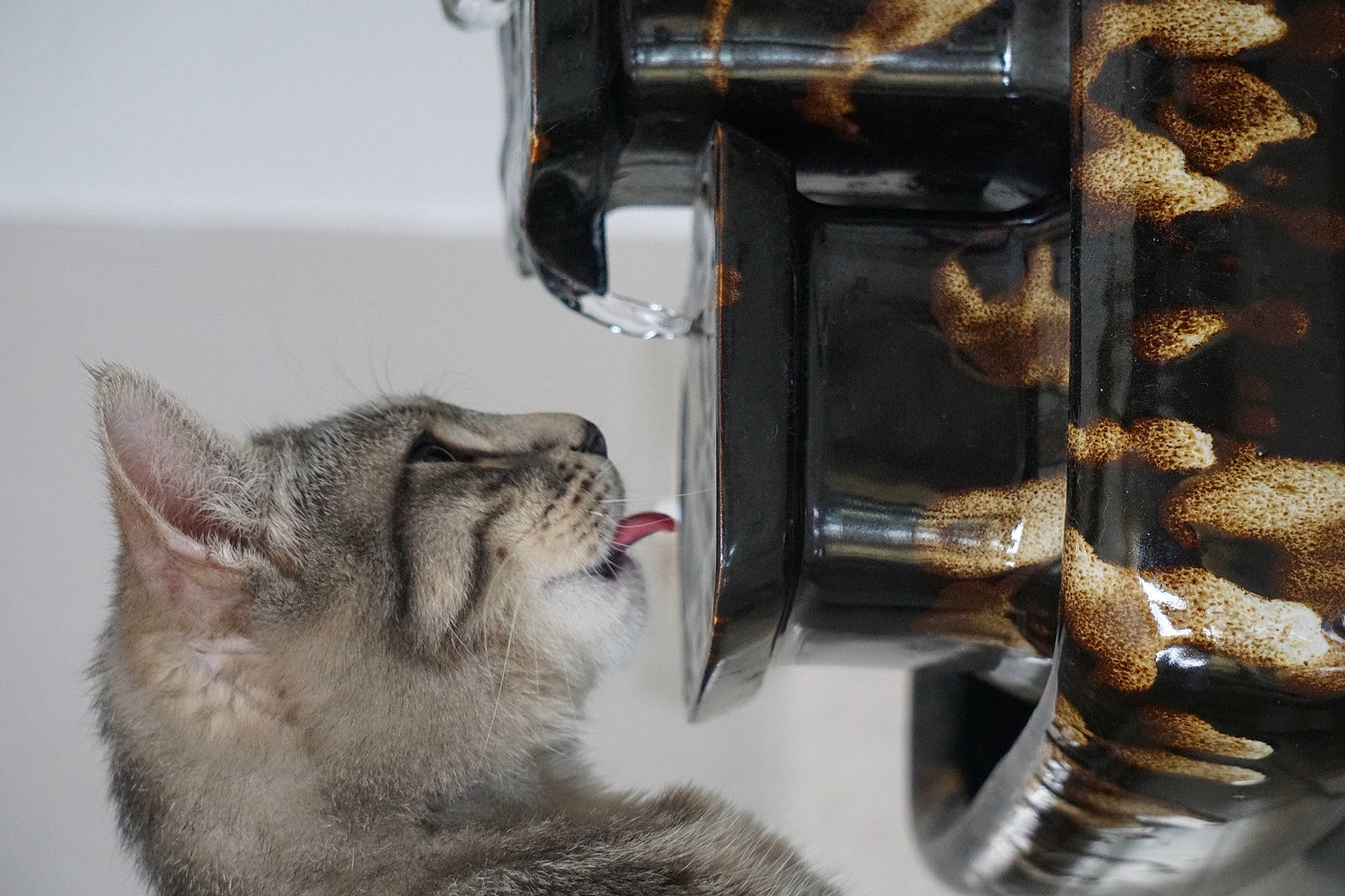 Jack a rejoint le concours — aidez-le/la à gagner de superbes lots ! animal_feed, carnivore, cat, cat_supply, domestic_short_haired_cat, felidae, gas, home_appliance, kitchen_appliance, mammal, metal, pet_food, pet_supply, small_animal_food, small_to_medium_sized_cats, snout, tail, vertebrate, whiskers, window