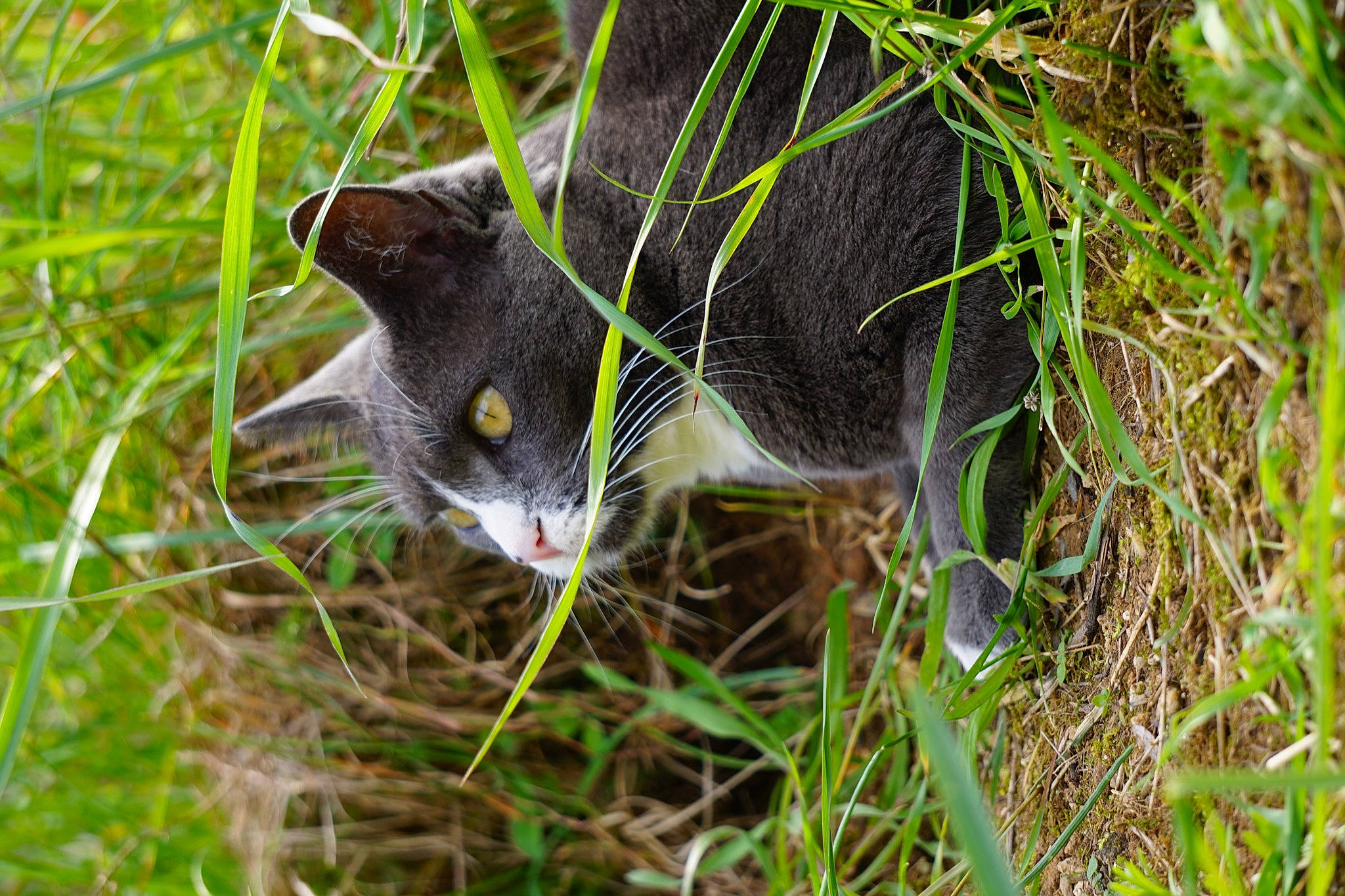 Guigui a rejoint le concours — aidez-le/la à gagner de superbes lots ! beak, carnivore, cat, domestic_short_haired_cat, eye, felidae, fur, grass, grassland, groundcover, herb, plant, small_to_medium_sized_cats, snout, tail, terrestrial_animal, tree, twig, whiskers, wildlife