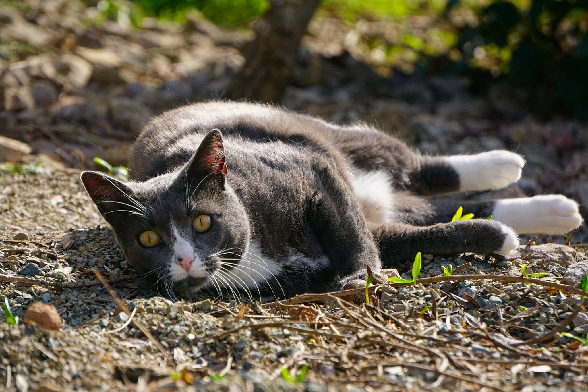Guigui participe au concours pour gagner de l'argent avec cette photo : carnivore, cat, domestic_short_haired_cat, eye, felidae, fur, grass, mammal, paw, plant, small_to_medium_sized_cats, snout, soil, tail, terrestrial_animal, tree, whiskers, wildlife