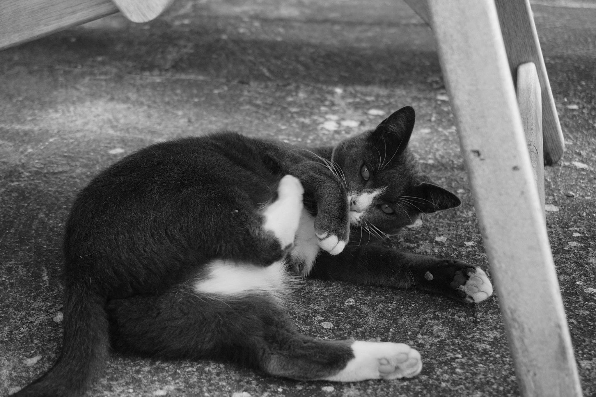 Guigui participe au concours pour gagner de l'argent avec cette photo : black, black_and_white, black_cat, carnivore, cat, domestic_short_haired_cat, eye, felidae, fur, grass, mammal, monochrome, monochrome_photography, paw, road_surface, small_to_medium_sized_cats, snout, style, tail, whiskers